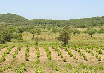 Plantación uvas